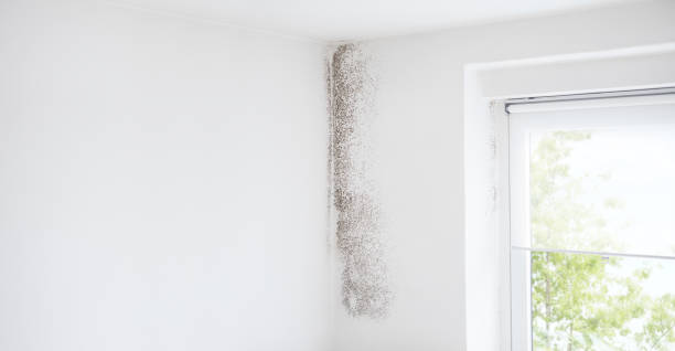 Best HVAC Mold Inspection and Cleaning  in King Arthur Park, MT