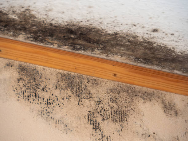 King Arthur Park, MT Mold Removal Pros