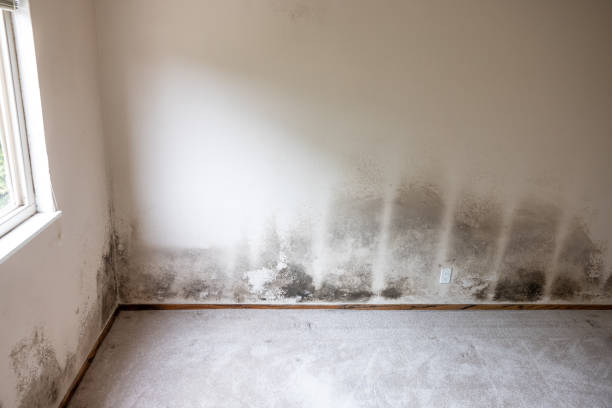 Best Basement Mold Removal  in King Arthur Park, MT