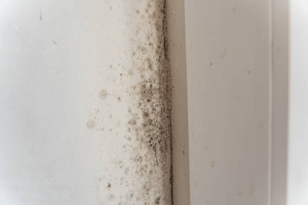 Best Environmental Consulting for Mold Prevention  in King Arthur Park, MT
